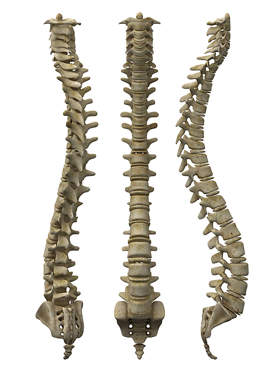 Struttura ossea della colonna vertebrale