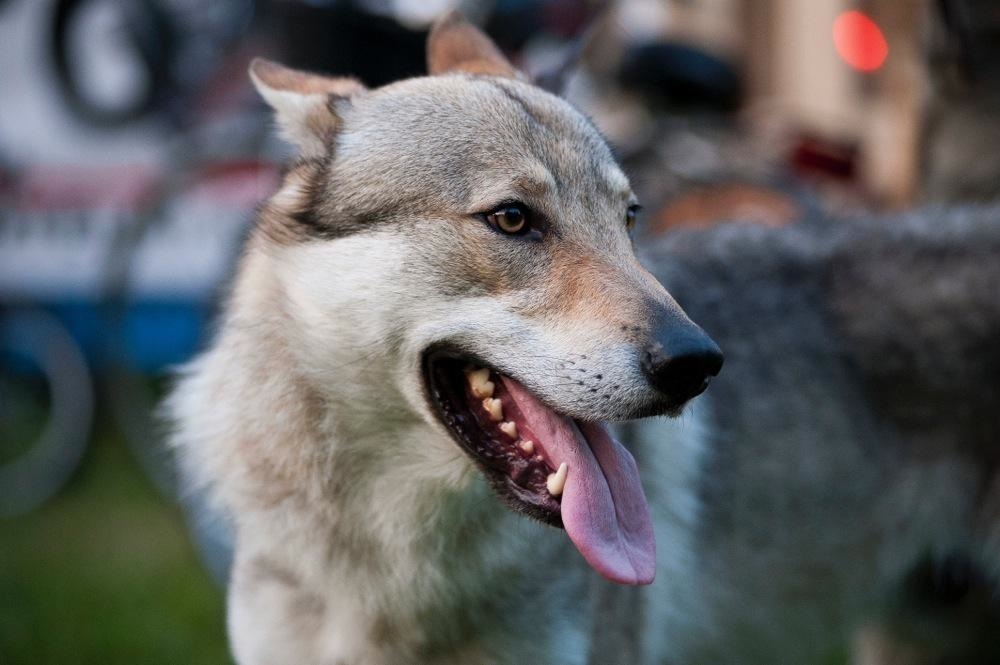 Saranno presenti alla manifestazione dei veri cani lupi. Foto ©Antonio Zuffi
